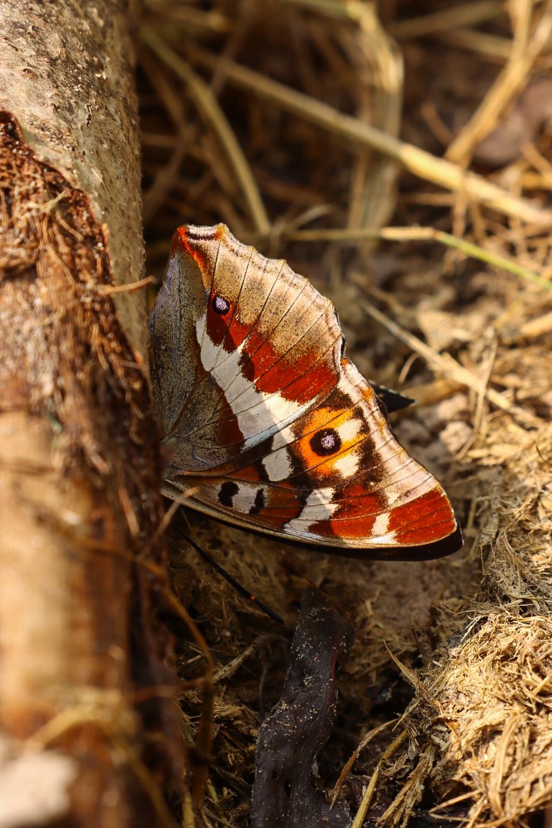 Anne83190328's tweet photo. Gisteren een glimp opgevangen van de #groteweerschijnvlinder. Wat een kleuren, vooral toen ie, al fladderend, ging lopen. Fantastisch! Met dank aan @Natuurmonument voor de goede zorg voor de biotoop van deze vlinder.

#vlinders #butterflies #purpleemperor #Kampina

@vlinderNL https://t.co/ji4xQxjY4J