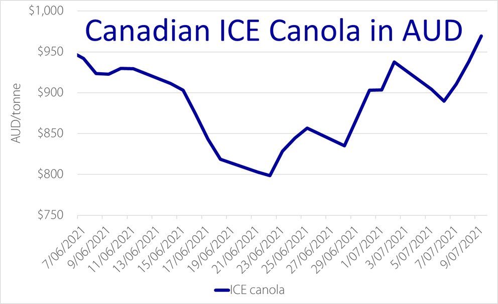 Canadian ICE canola front month up again overnight to A$969/tonne. That's up an astounding A$80/tonne in 3 days or +8.9% as their market continues to assess crop damage on the ground from last weeks weather events.

#canola #rapeseed #agchatoz #oilseeds #agriculture #canada