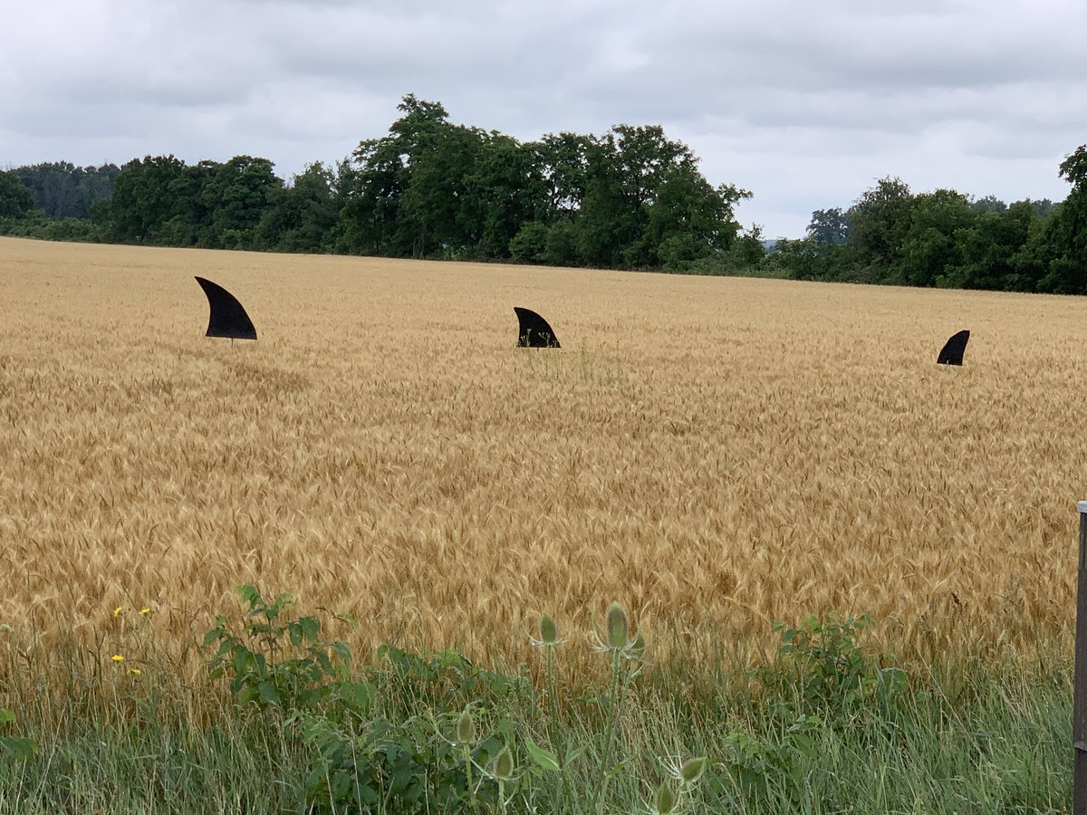 To whoever is responsible for this, in a field just west of Dublin, Ontario, you are AMAZING! I just about drove off the road when I saw them and then had to back up for a second look. Thanks for the belly laugh!