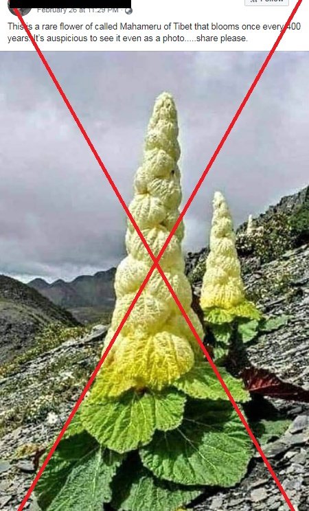 400年に一度咲くチベットのパゴダ 見たら幸せ というスピリチュアルな話題で画像が拡散されている花は沖縄の植物ゴバンノアシ 絶滅危惧種で貴重ではあるが嘘情報の出どころはどこ Togetter