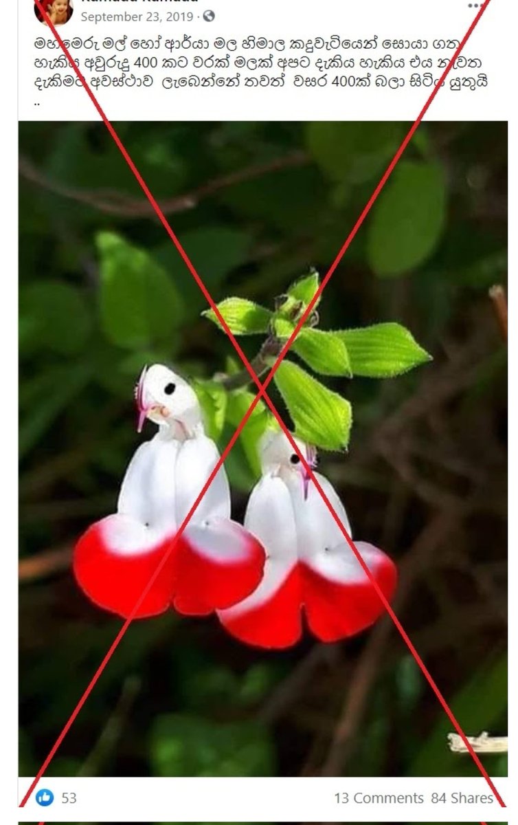 400年に一度咲くチベットのパゴダ 見たら幸せ というスピリチュアルな話題で画像が拡散されている花は沖縄の植物ゴバンノアシ 絶滅危惧種で貴重ではあるが嘘情報の出どころはどこ Togetter