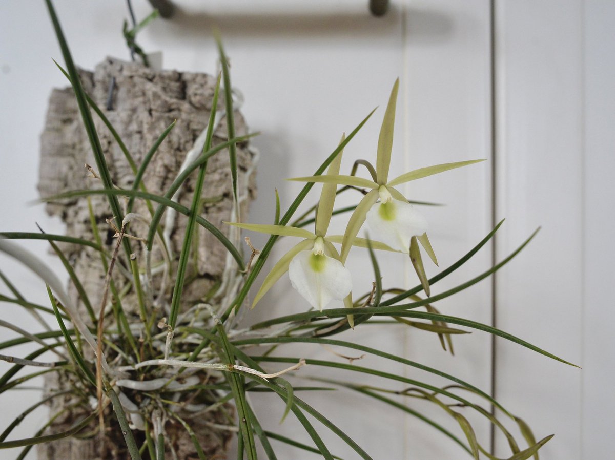 去年より1ヶ月早い開花。

Brassavola tuberculata 