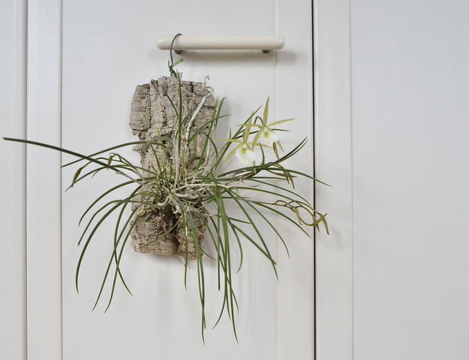 去年より1ヶ月早い開花。

Brassavola tuberculata 