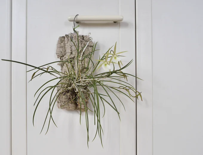 去年より1ヶ月早い開花。

Brassavola tuberculata 