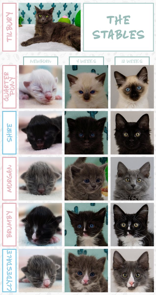 920kayl's tweet photo. The Stables - Age Progression #KittenAcademy https://t.co/e1WFxoqxVP
