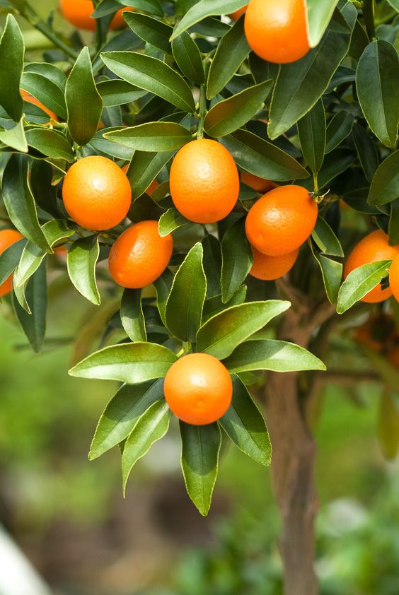 G1Pe4G4eyOIMQo1's tweet photo. نبات الكمكوات🌱
ويسمىCitrus japonica🍊
من النباتات القزميه🌳
له ثمار حمضية صغيره🌿
موطنها الصين واليابان
يمكن اكل هذه الثمره بقشورها🍊
يمكن استخدامها في صناعة المربى🥫
هي من الأشجار الجميلة🥀
غااالية الثمن،،،
.
. https://t.co/gKRsT4mVJI