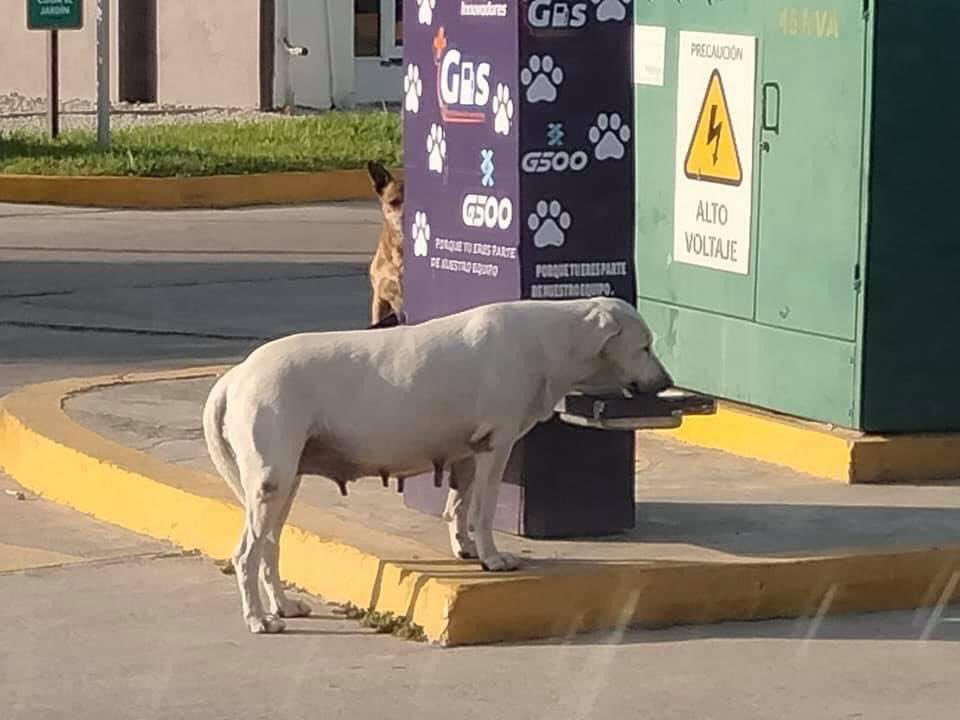 TabascoHOY's tweet photo. 📸 Reconocen tabasqueños la iniciativa de una gasolinera en la zona de Tabasco 2000 que ha colocado una estación de croquetas y agua para los perritos sin hogar. 🐶🐾 #EnHoraBuena 👏🏼
https://t.co/Qoc3OWZq7v https://t.co/oFEaYDgCxu