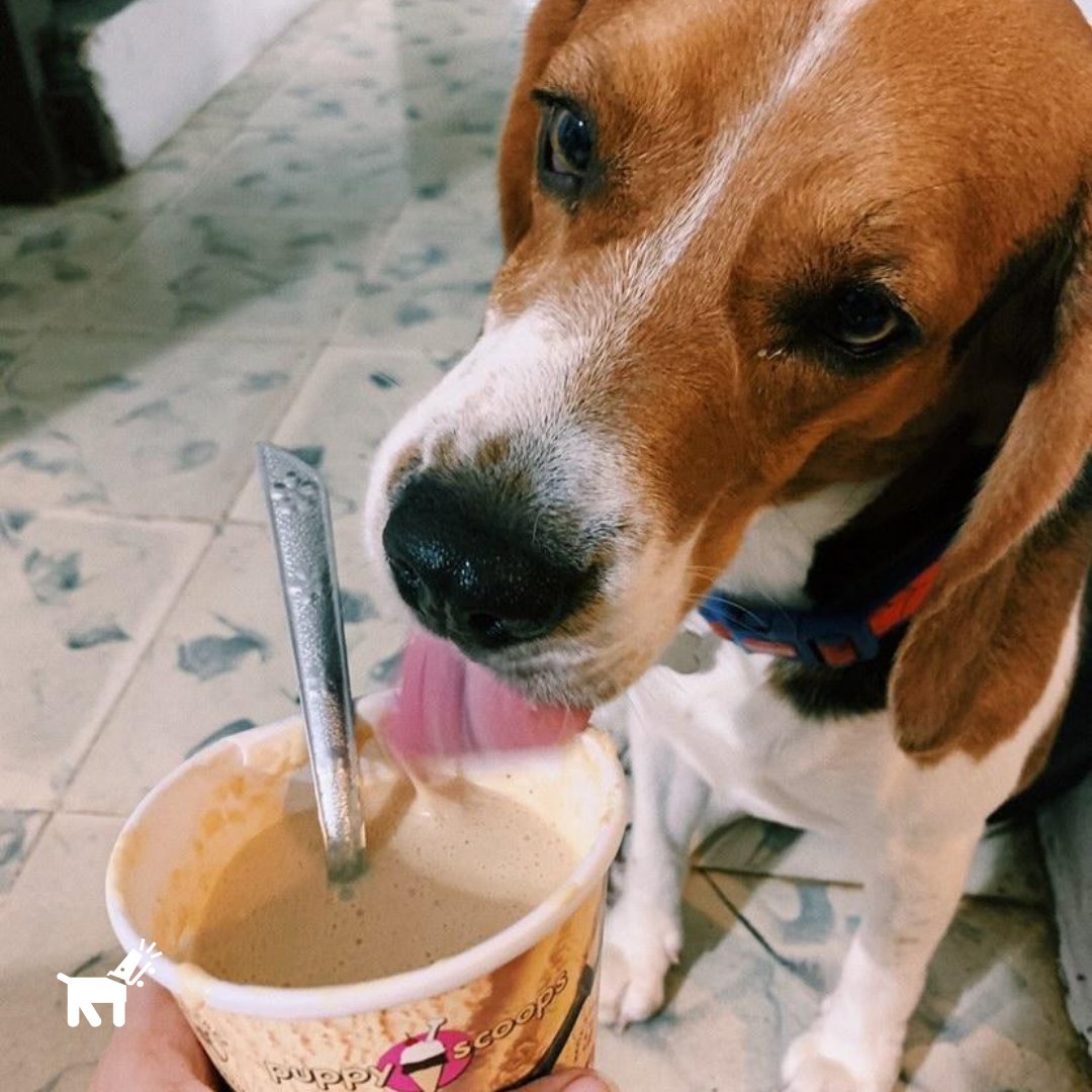 waladog's tweet photo. ¡El sí que sabe como atacar el calor! 🍦🌞

Mix de Helado para Perros, 100% seguro para ellos 🐶👍 #WalaDog #Perros 

https://t.co/W76OyPSy9u https://t.co/fZZxh0RonK
