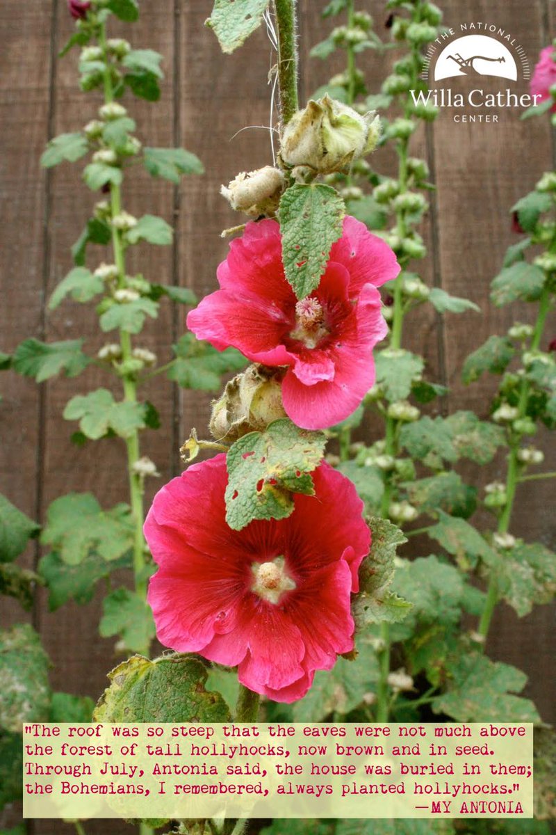 WillaCatherFdn's tweet photo. #MyAntonia #prairiesummer #WillaCather #nebraskasummer #hotterthanjuly #july #farmhouse #farmlife #Hollyhocks #summerflowers🌸 https://t.co/VqtJkGg3Kj