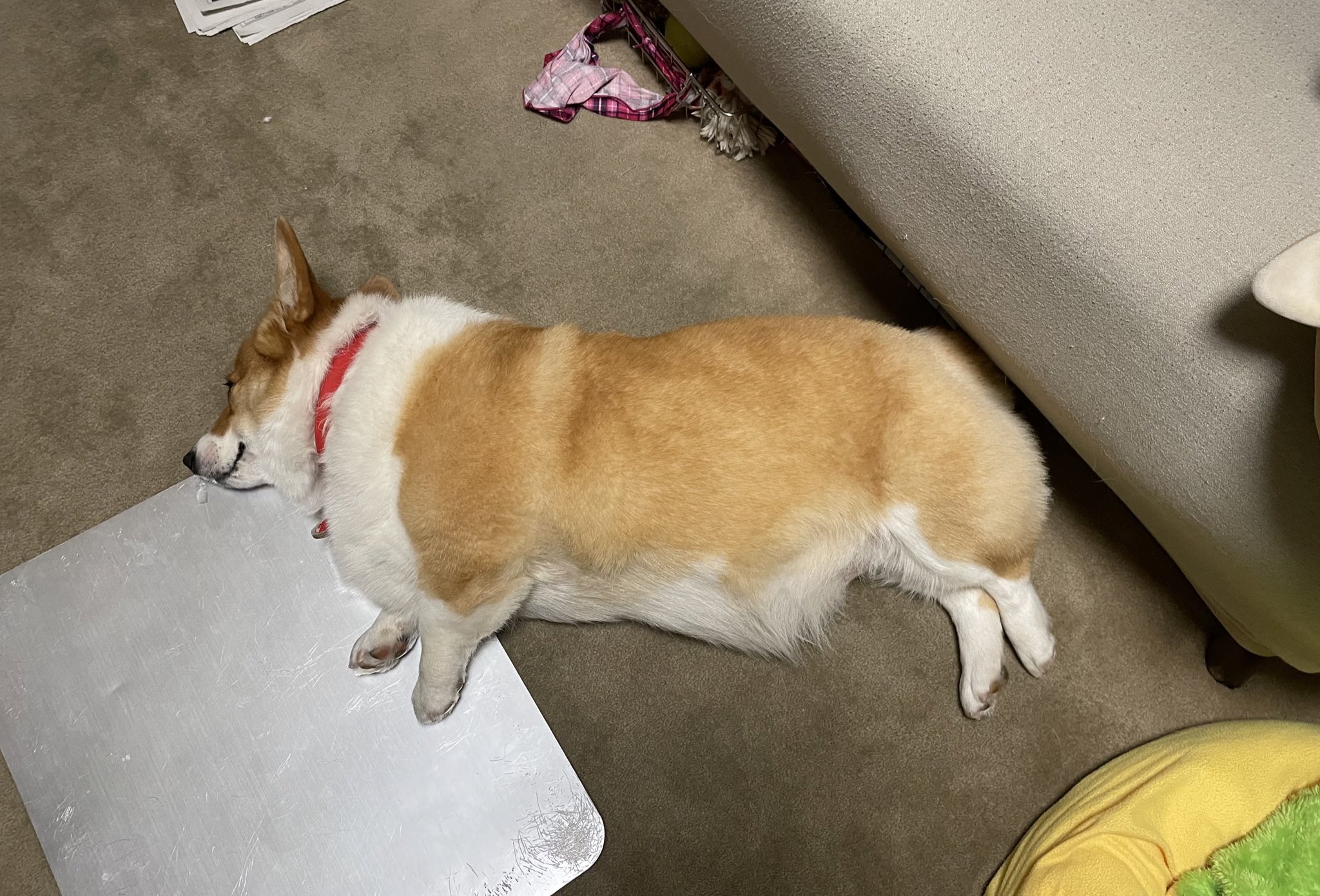 تويتر ちゅん على تويتر Pumaのロゴマークだった頃のうちの犬 コーギー T Co P4vloywnpy