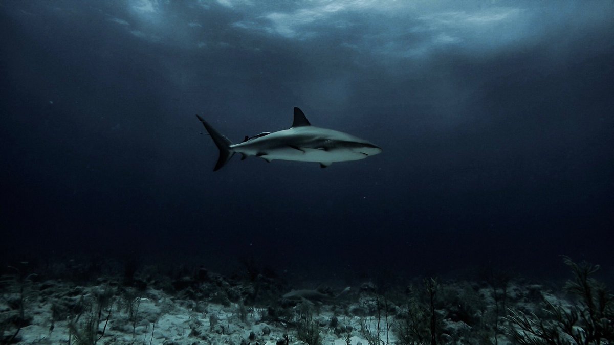 Tap or click the link below to get tickets to Shark Jeopardy! 🦈
41207a.blackbaudhosting.com/41207a/Shark-J…