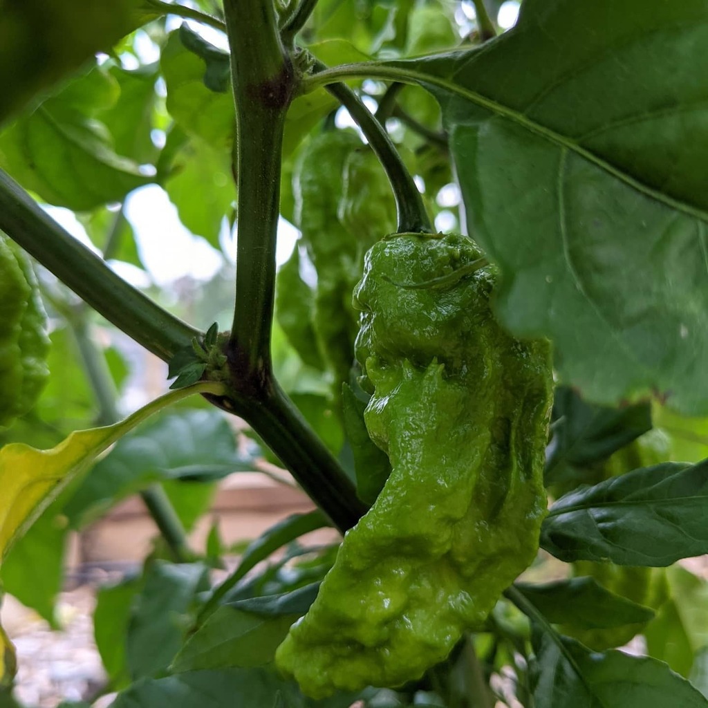 PasteyBean's tweet photo. Nothing like some lovely bhut jolokia on the bush!  #hotpeppers #bhutjolokia #ghostpepper https://t.co/mT2wtrGmd7 https://t.co/irrkRRWlWw