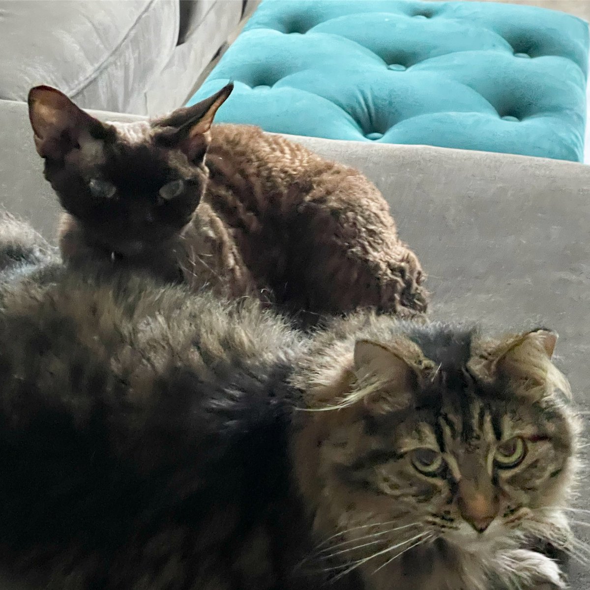 wolf2point0's tweet photo. Flying out tomorrow. Last night to come home to this for a week. Luckily we have the best cat-sitter to take care of the kids. #CatsOfTwitter #devonrexrules #ComingHome https://t.co/w4pqRmuEp2