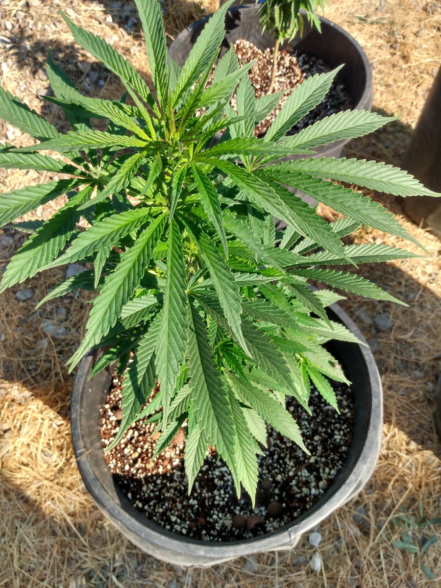 realLesTVee1's tweet photo. I mean I ain't no #KenGifyJR, @Blue26Jackson, but they comin' along. No more #nitrogendeficiency. So that's cool. All I did was different soil. One day I hope to afford "newts." Got flower covered, but they veggin.
All but #BerryWhite topped.
#HereWeGrowAgain https://t.co/c3sZaxMTcc