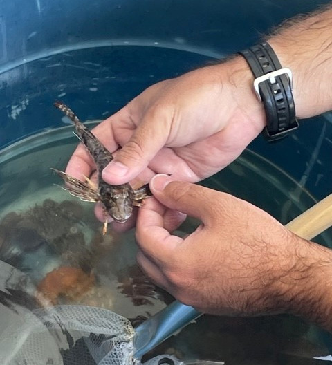 OCG_Outreach's tweet photo. We cruised through the first day of field trips today! Pop quiz time: What is the name of this fish found in Tampa Bay? Note that in addition to its fins, it has 6 walking rays to move along the seafloor (like legs)! (Photo credit: Catalina) https://t.co/YWQMvBeuaa
