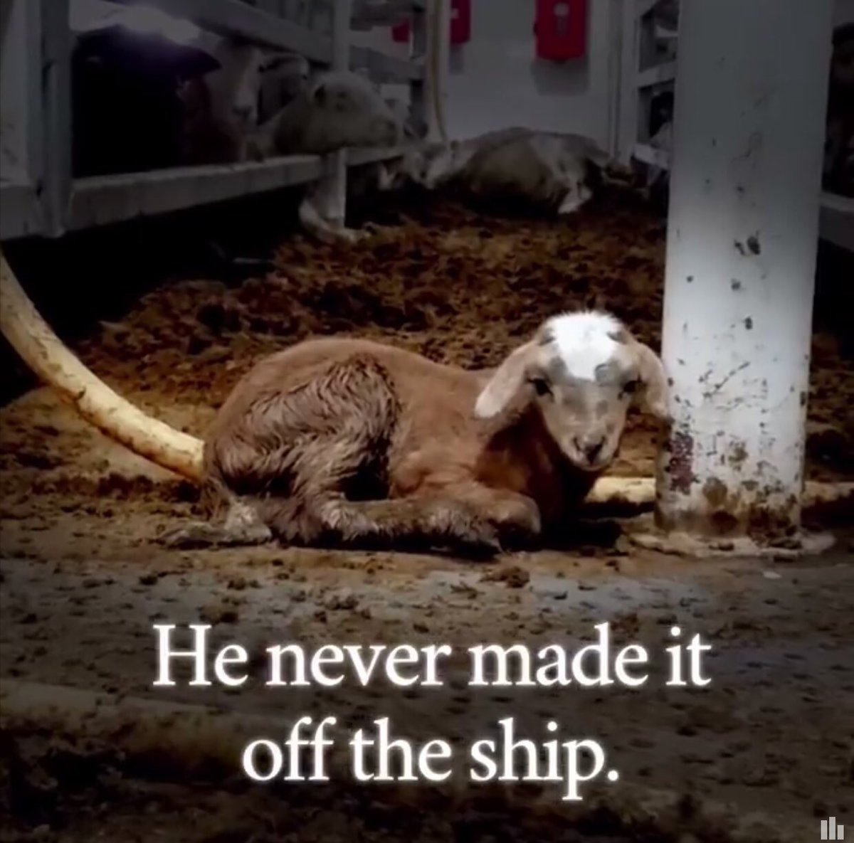 greennomad61's tweet photo. #EndAnimalExport
Millions of other animals are SHIPPED over long distances every year in the EU and to third countries - no food or water on their way to slaughter #JuneTeenth
.@EU_Commission @EU_Health @EUAgri find your moral compass :/
#FoodHasMudNotBlood #Vegan ๐ https://t.co/KKQzHxfQg0