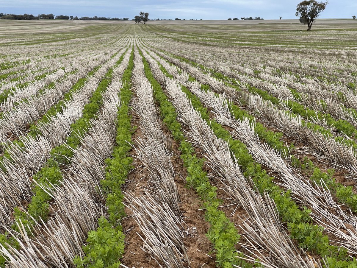 rick_rundell's tweet image. #hallmark lentils sown with #seedmaster #protracker
