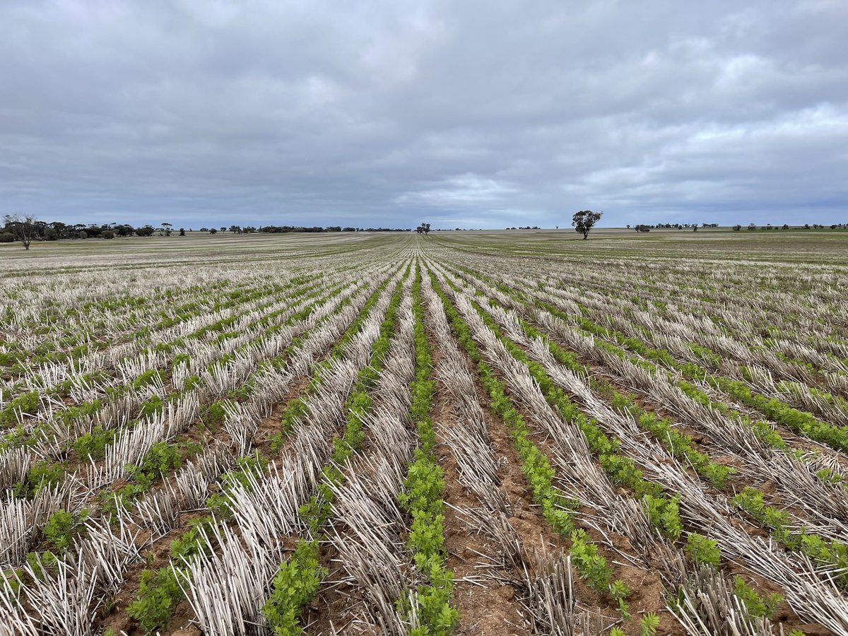 rick_rundell's tweet image. #hallmark lentils sown with #seedmaster #protracker