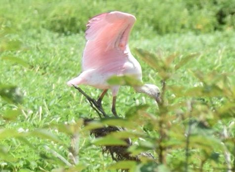 We finally saw the Rosette Spoonbill at Huntley meadows. @fairfaxparks