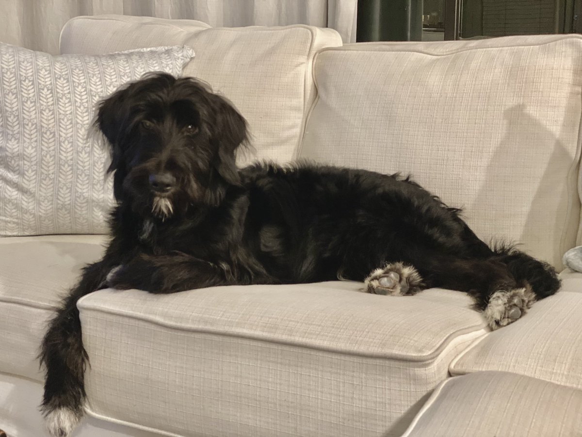 scottytee24's tweet photo. The puppy has gotten really big #mrcarson https://t.co/M1zqo3fENH