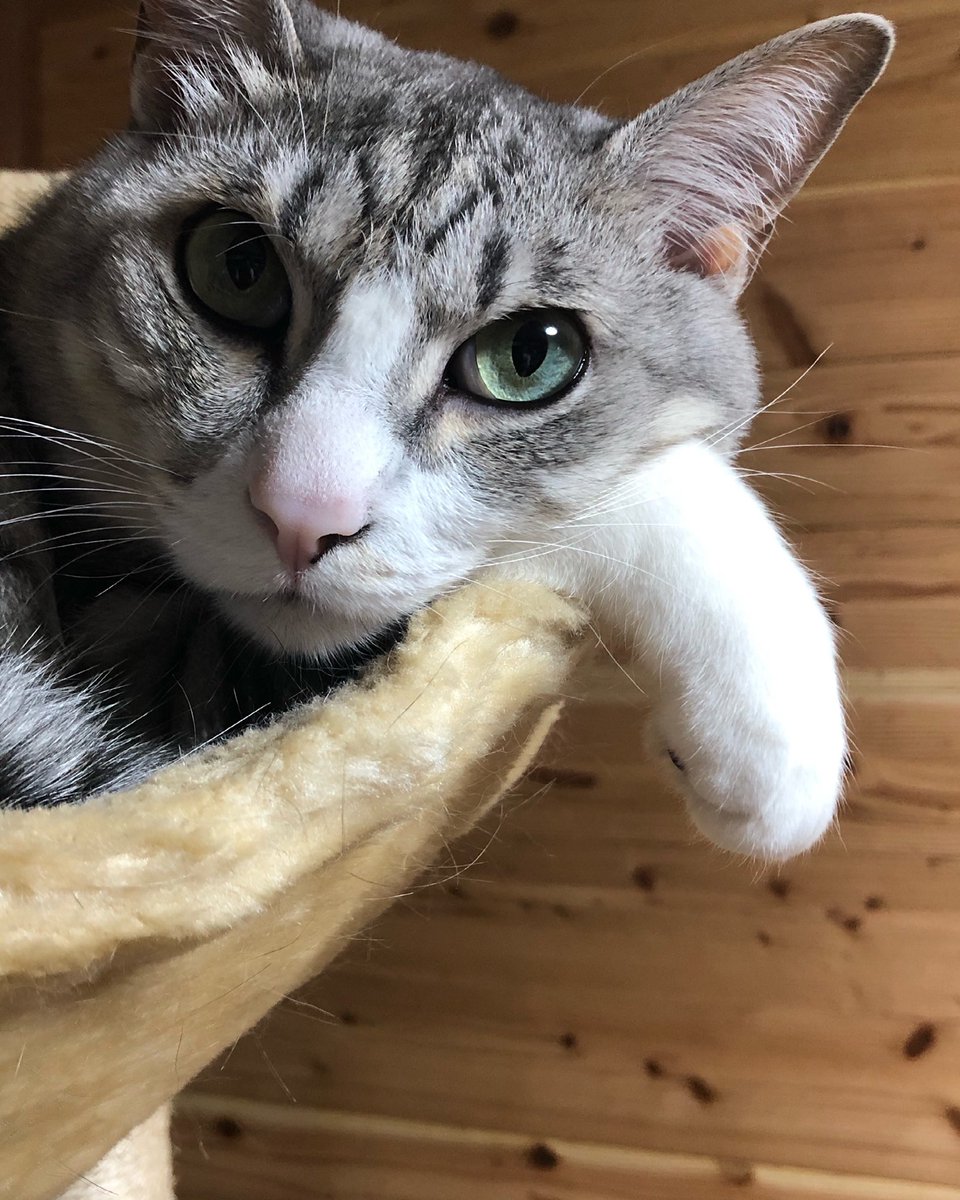 mixcatbeef's tweet photo. 腕枕…ママにもその腕貸して💕 https://t.co/CSAFYeCC8d