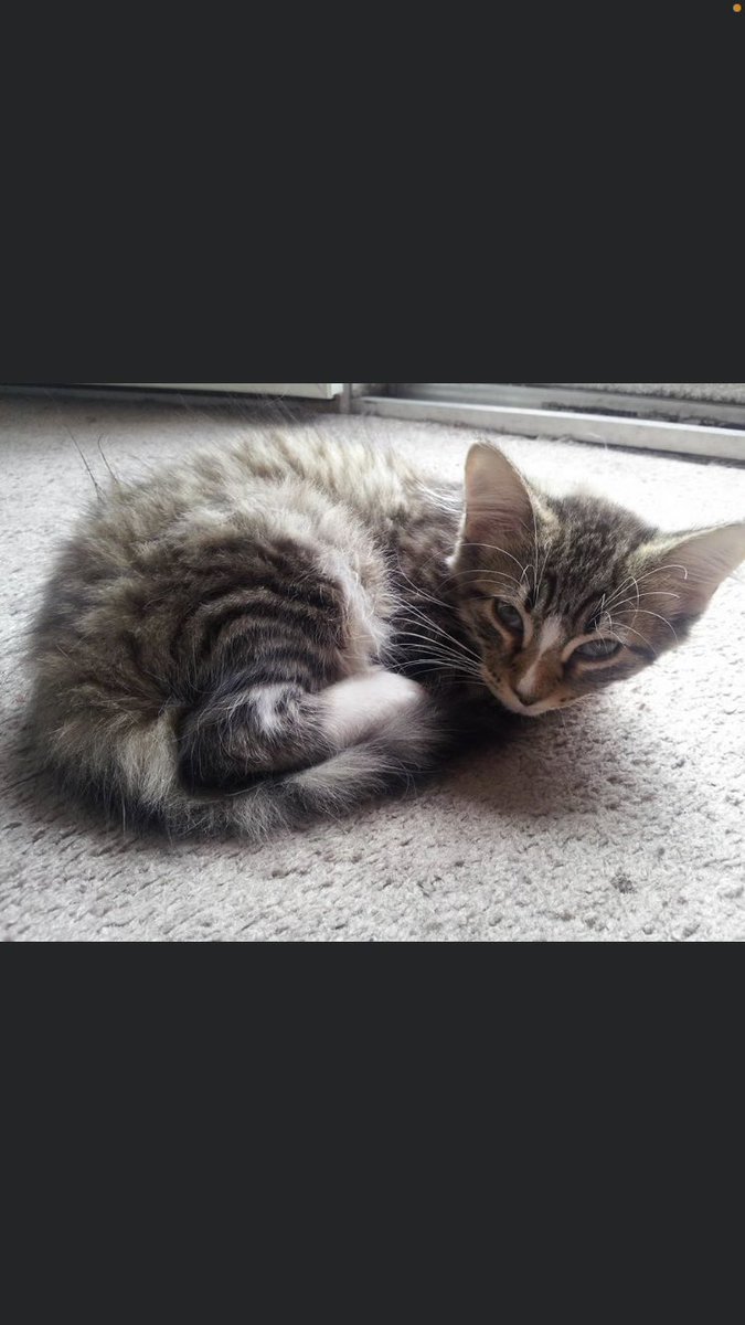 tateorexia's tweet photo. sorry  for  not  being  active,  im  trying  to  recover  &amp;  being  away  from  twt  helps.  ill  still  going  to  be  active  a  little,  heres  Fluffy  when  he  was  a  baby🖤 https://t.co/m9Gr7x3g3F