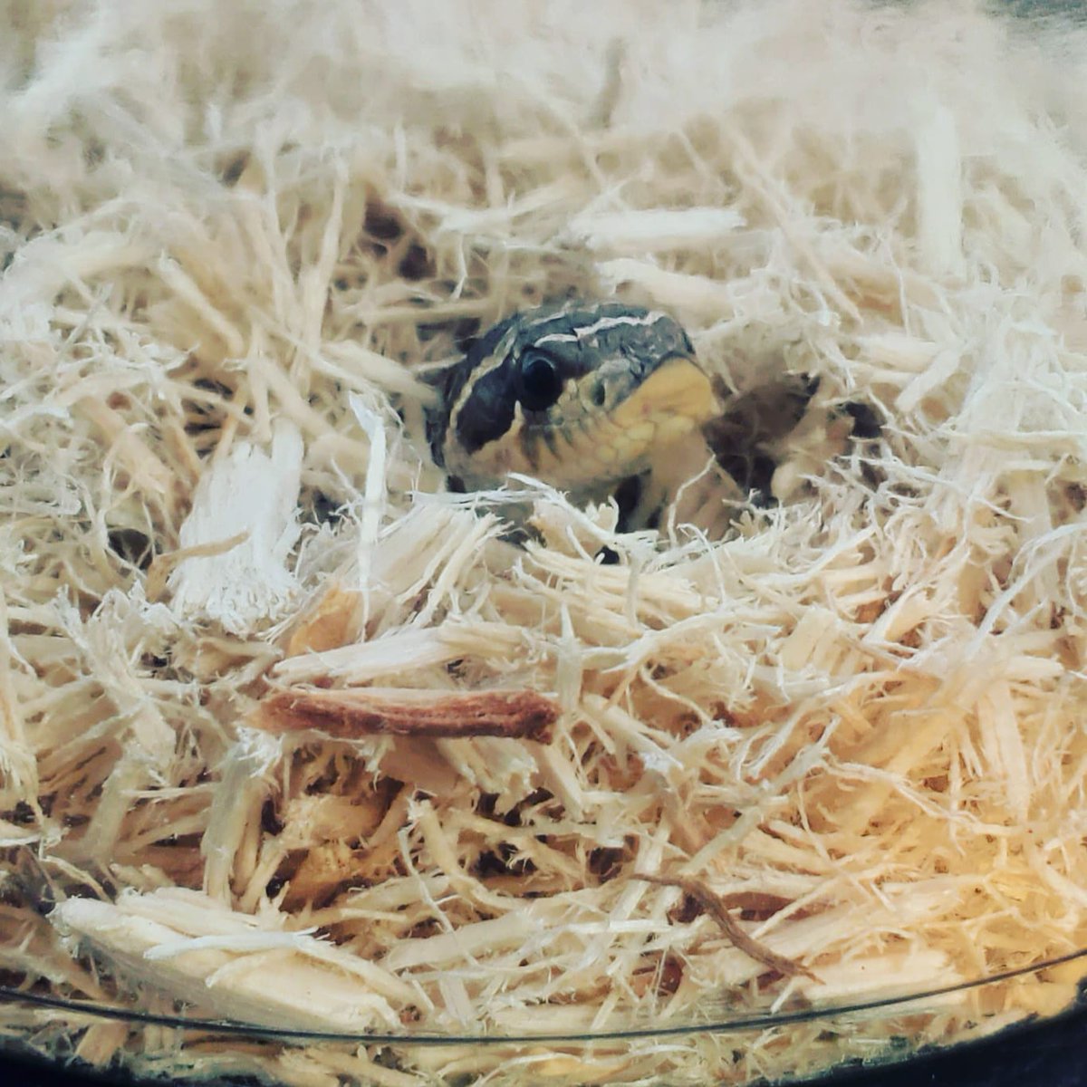 Sangelsaur's tweet image. Say hello to Mantis 😍

#hognose #snake #snakemom #hognosesnake