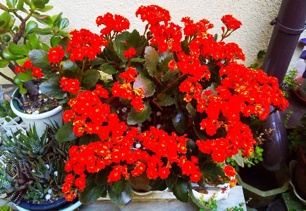 Hashtag ベニベンケイ Sur Twitter Hashtag ベニベンケイ Sur Twitter