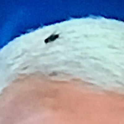 Mike Pence’s Fly tweet media