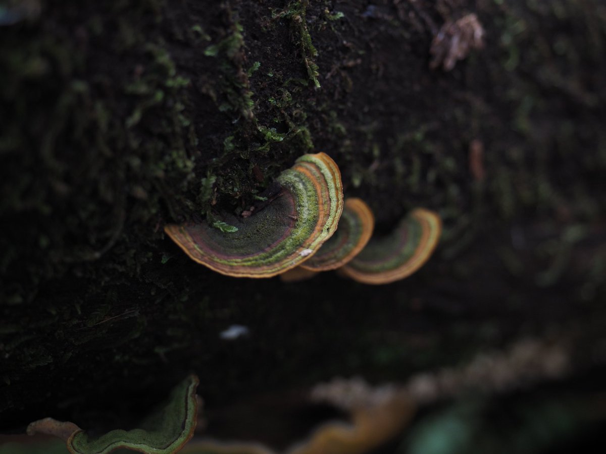 millermaddi_'s tweet image. Heal Country #NAIDOC2021 Wurundjeri Woi Wurrung Country