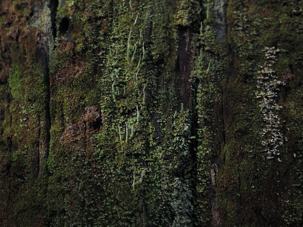 millermaddi_'s tweet image. Heal Country #NAIDOC2021 Wurundjeri Woi Wurrung Country