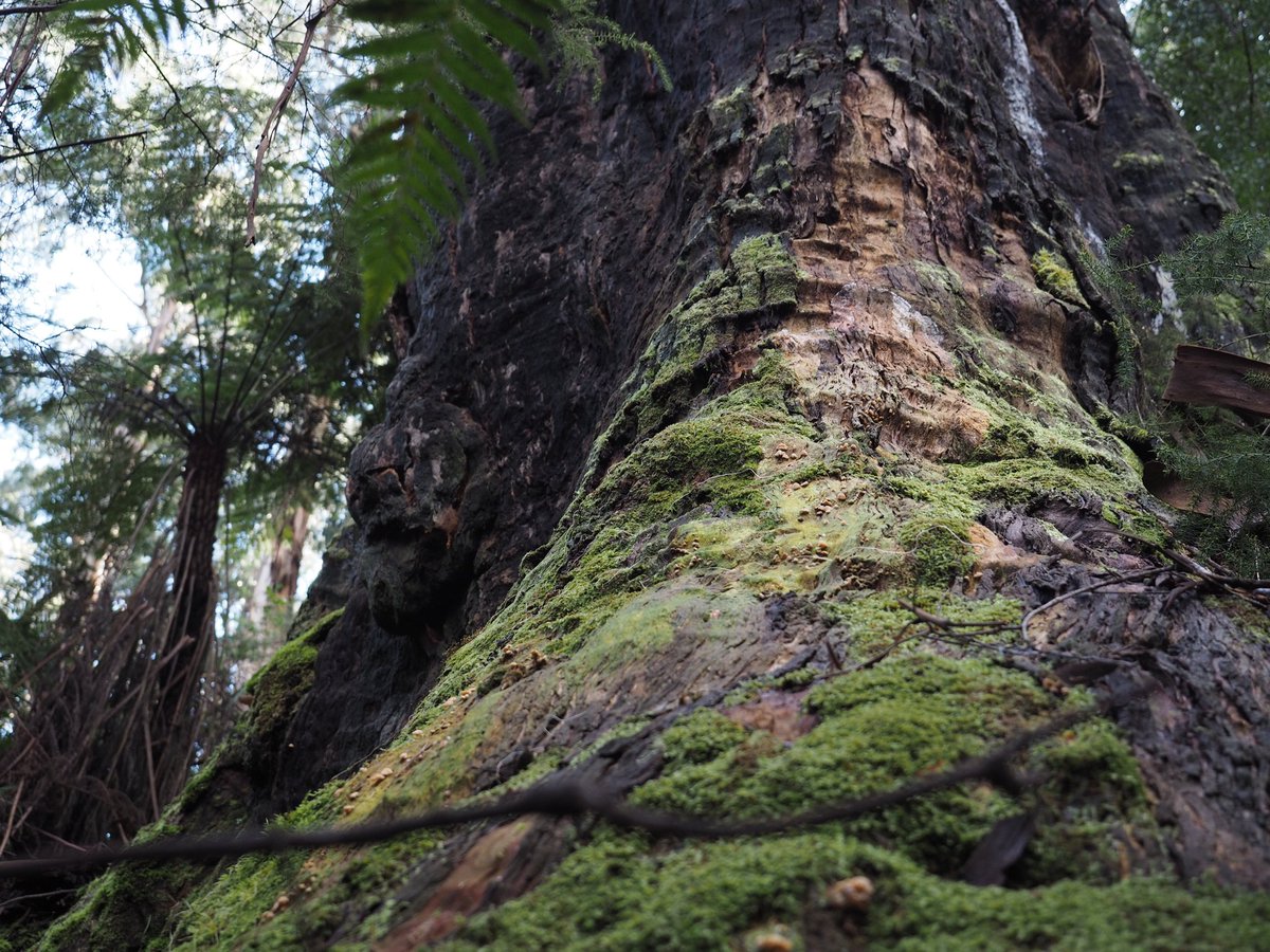 millermaddi_'s tweet image. Heal Country #NAIDOC2021 Wurundjeri Woi Wurrung Country