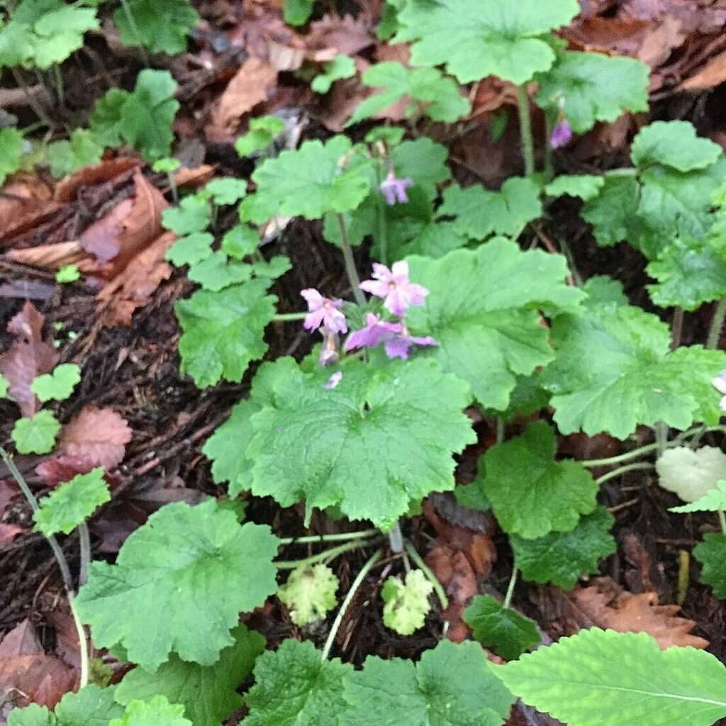 群馬ハイキング アウトドアサークル オリゾン 大学生 社会人歓迎 Gunma Horizon Twitter