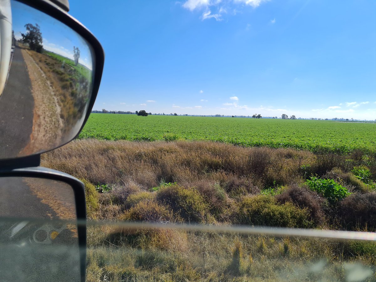Armatree. Canola just starting to flower. Beans are knee high.