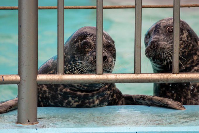 Liste Des Tweetsガッチリカ A Donne Le Hash アザラシ 1 Whotwi Analyse Graphique Twitter