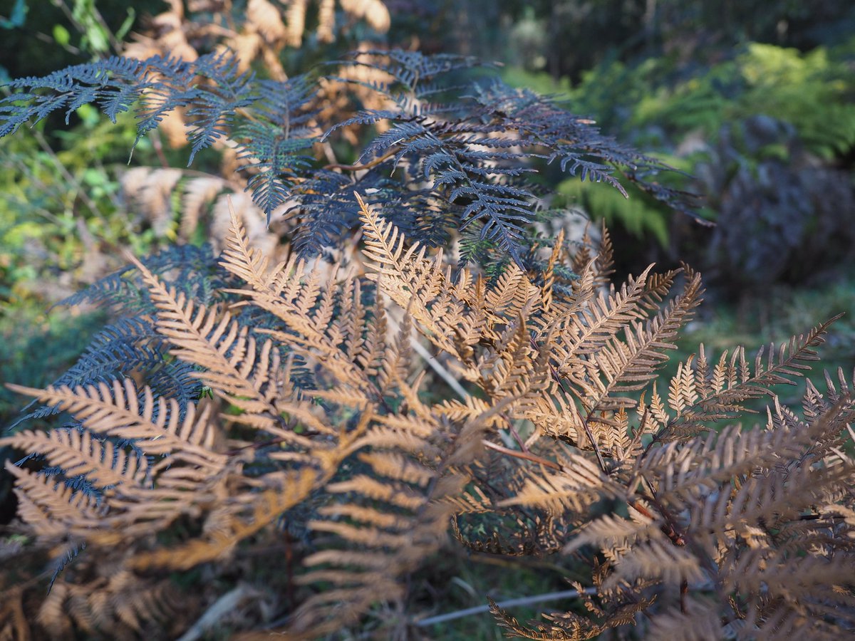 millermaddi_'s tweet image. Medicine &amp;amp; Food 🌿 #NAIDOC2021