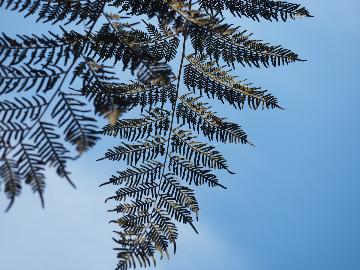 millermaddi_'s tweet image. Medicine &amp;amp; Food 🌿 #NAIDOC2021