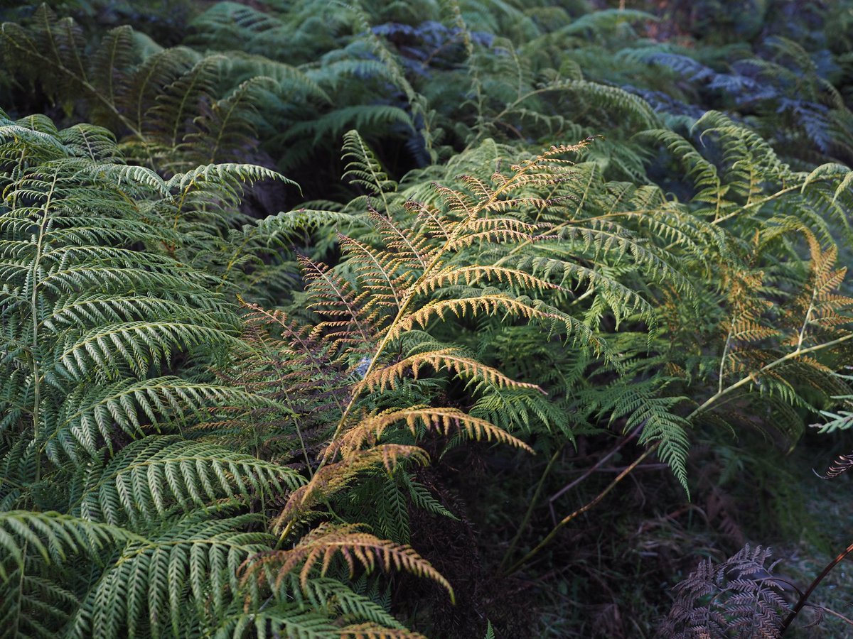 millermaddi_'s tweet image. Medicine &amp;amp; Food 🌿 #NAIDOC2021