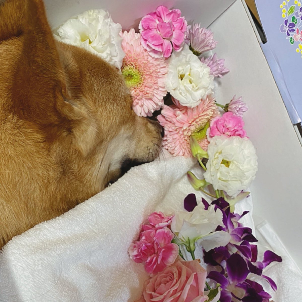 ilovehanavira1's tweet photo. アニへの応援
心から感謝申し上げます🙇‍♀️
難病に苦しむ子達の為にも
動物医学の発展を切に願います。

アニの一時の回復…
あの笑顔は私達家族への奇跡のプレゼントだと受け取っております。

アニへ心を寄せて頂き
本当に有難う御座いました🙇‍♀️ https://t.co/b4FgwFtE2c