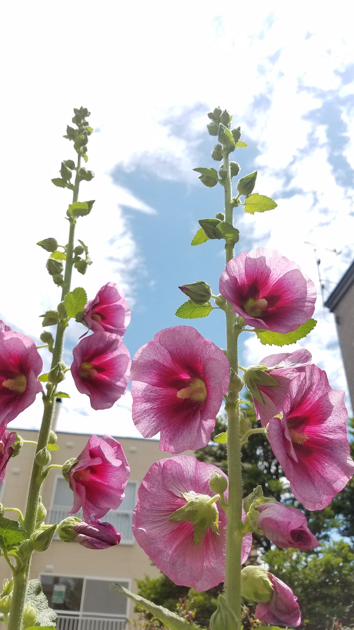 Nagikou333 この花はコケコッコー花 花 コケコッコー花 庭にはこんな生き物 T Co Nox4ba42hs Twitter