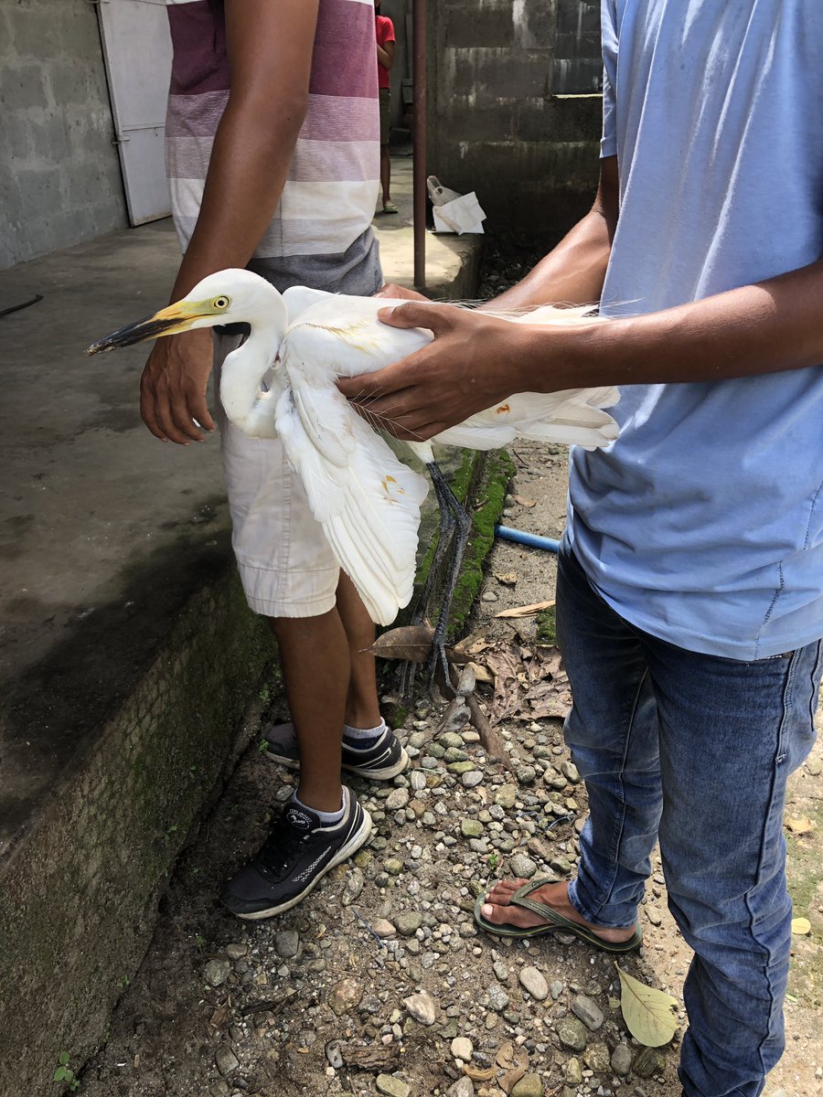 NuxalbariTea's tweet photo. New rescue. Great Egret, hit by a catapult despite our best efforts to stop hunting and trapping in our area. Broken wing. No vet. We have taped it to the best of our ability. Fingers crossed. https://t.co/PCo0QzjaPU