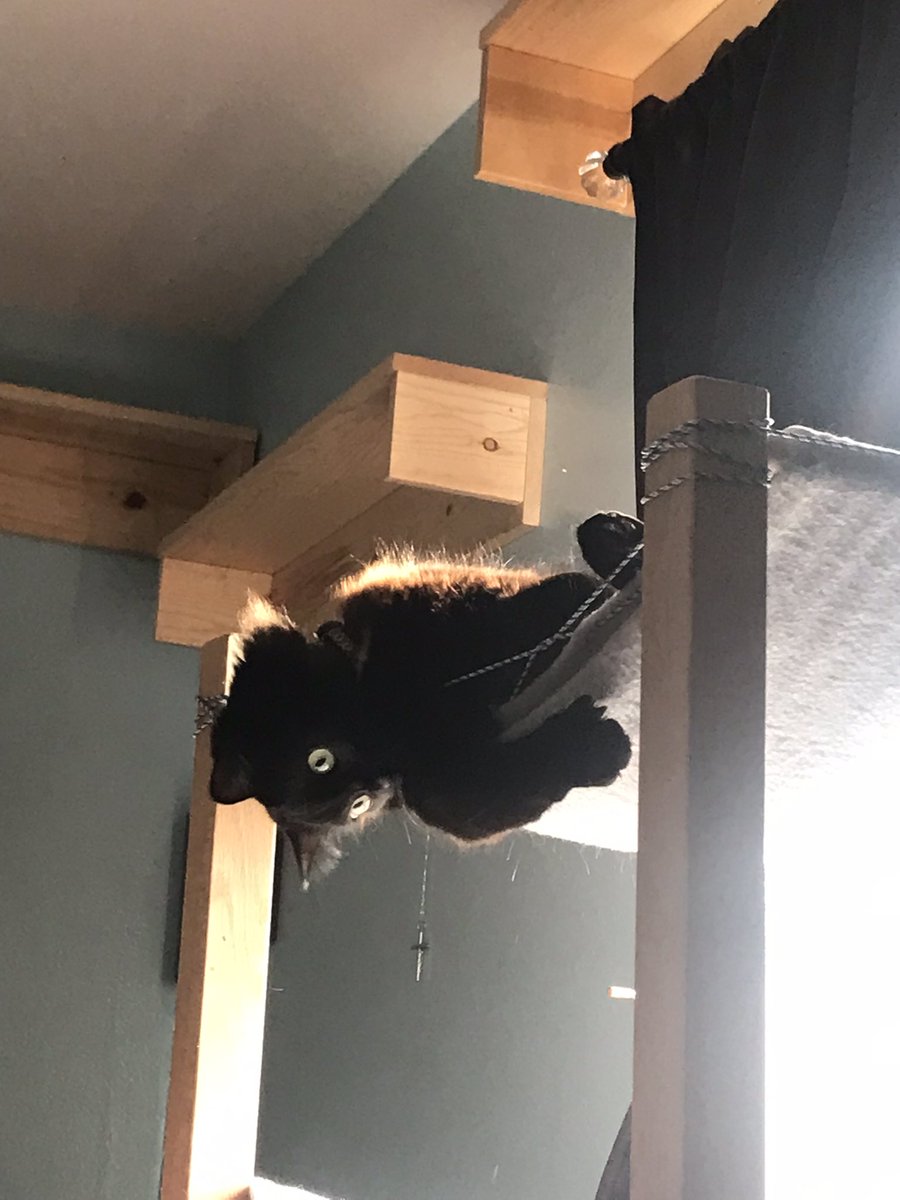 CatholicAmanda's tweet photo. Dominic may enjoying laying upside down and partially off his hammock but that doesn’t mean I don’t love him.
#dominicdominicat #dominicthedominicat #dominicat #partmainecoon https://t.co/2Be1oI885Z