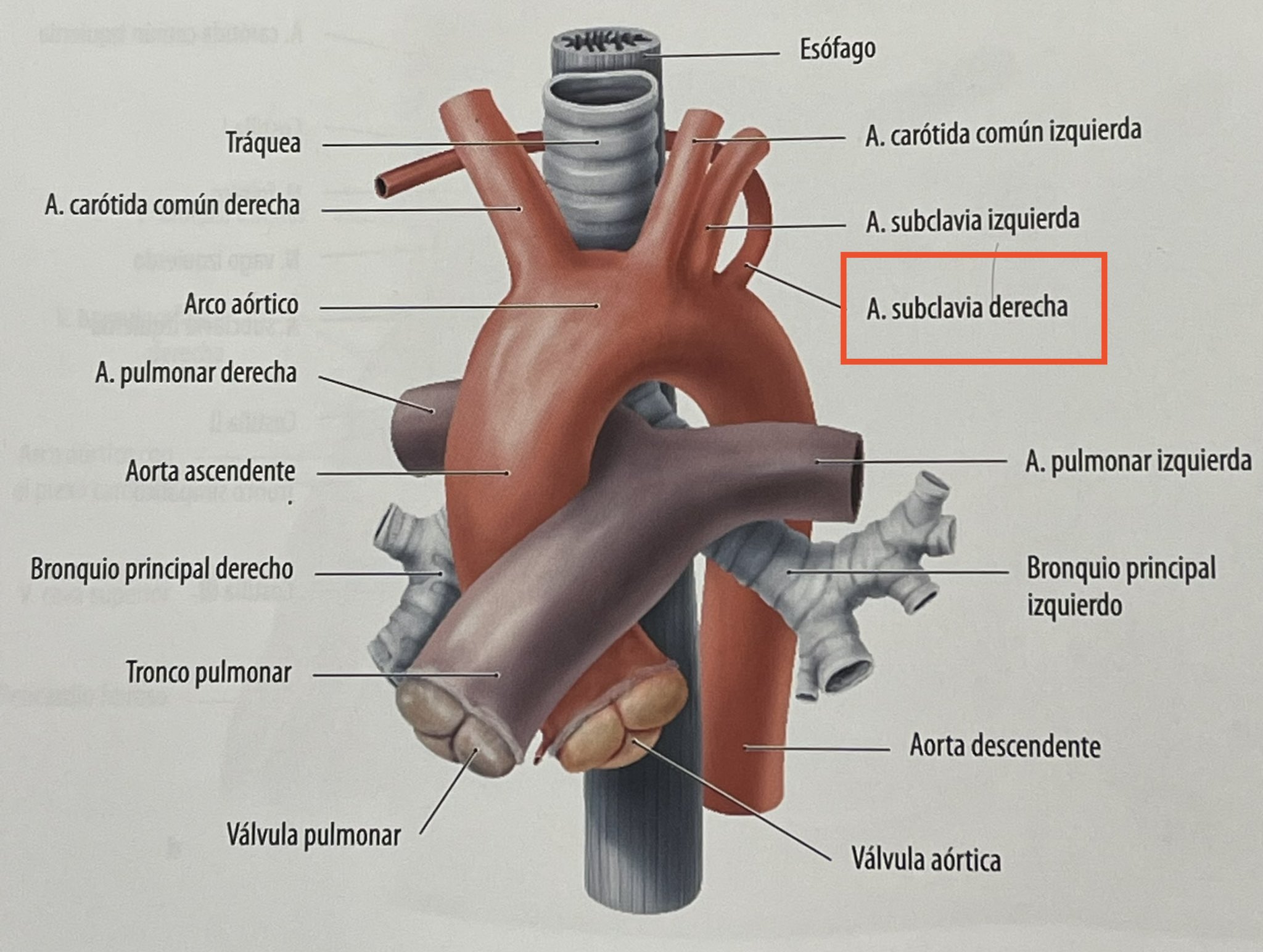 Truncus латынь. Truncus латынь. Truncus латынь. Truncus bronchomediastinalis. Щитошейный ствол анатомия латынь.
