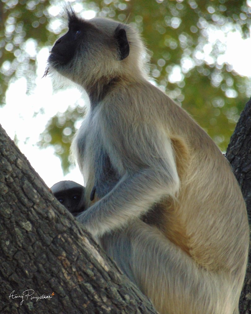 #langur #wildlifephotography #naturephotography #photographersofindia @Elizabeth_Ruler @Gitanjali__6 @AnimalPlanet @Nature @NatureIn_Focus @TerraMaterFS