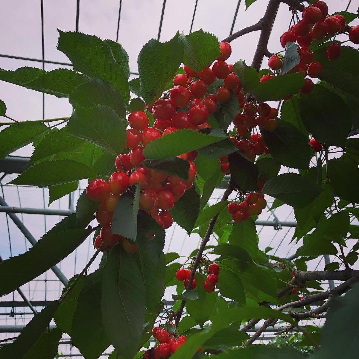 さくらんぼ山観光農園 Twitter Search