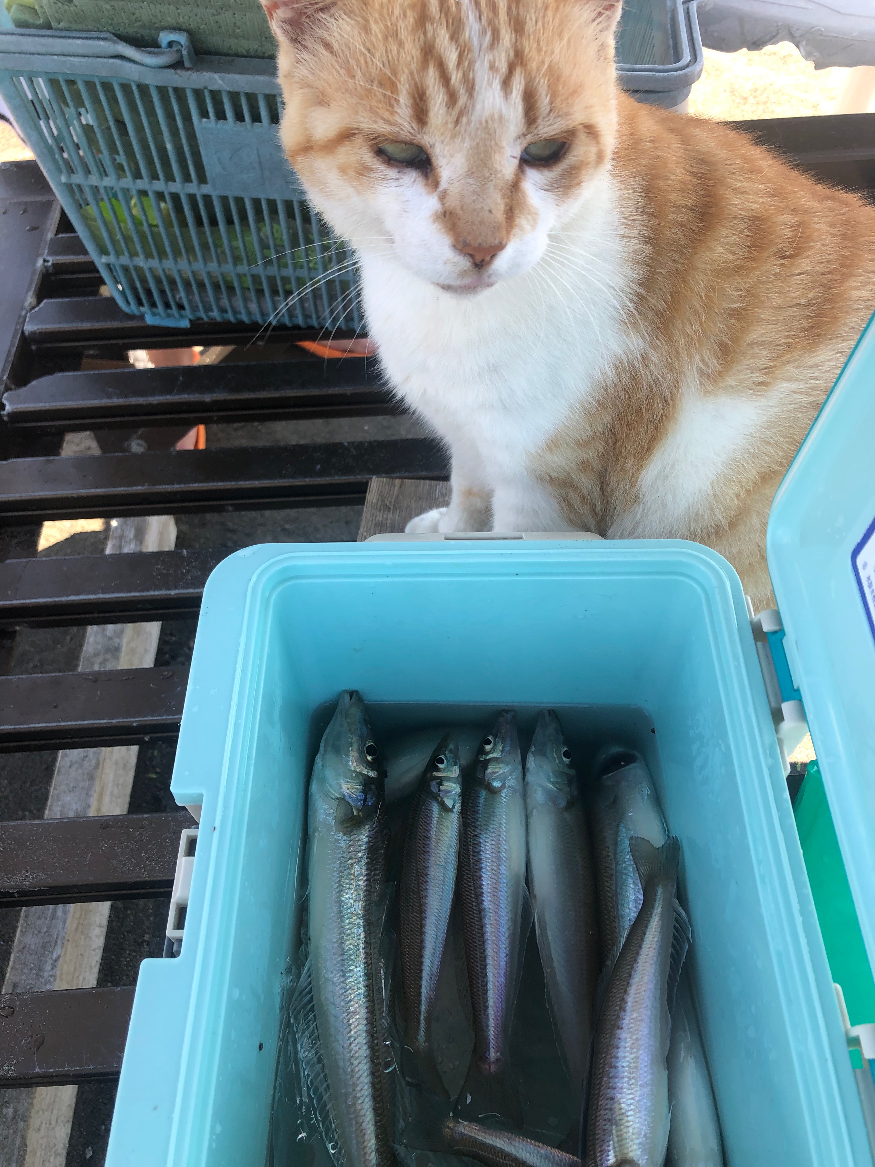ムラキボート 鎌倉 材木座 釣り 釣果 シロギス ７月１０日 天気 晴れ 風速 ３メートル 3時間での釣果です キスが１５ 18匹くらいでした T Co C2itpn7cgx Twitter