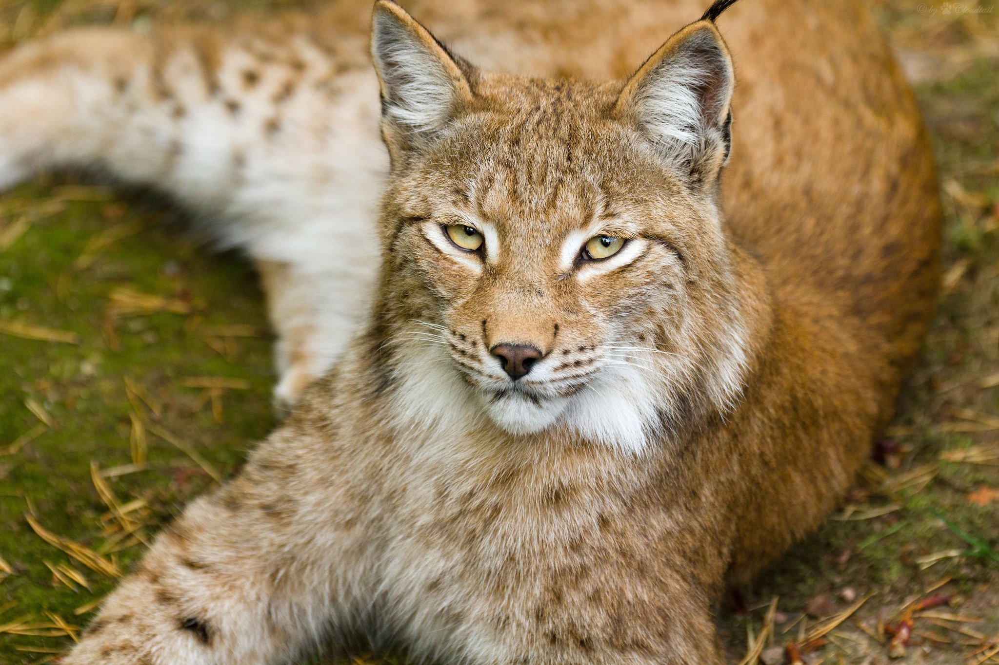 Hourly Lynxes on Twitter: "HourlyLynxes presents:…