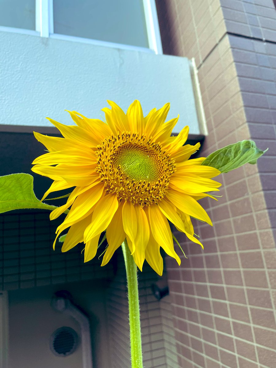 あで Ade Vanilla Twitter