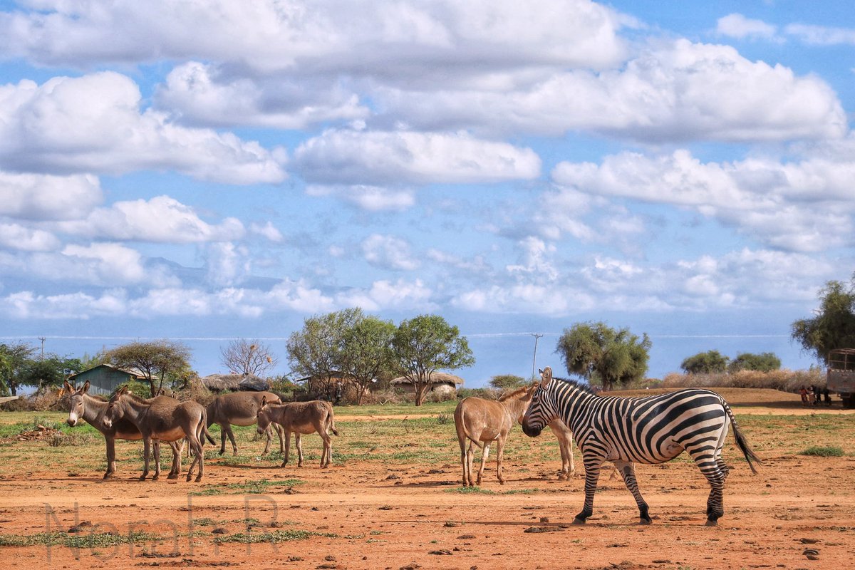 Jep_Chirry's tweet photo. "Kuja tu, you won't feel out of place..."
Also me when I get there😭😭
#co_exist #Kimana #tembeakenya #wildlife #Amboseli. https://t.co/xZyOPp3Xc0 https://t.co/2tbRgks88b