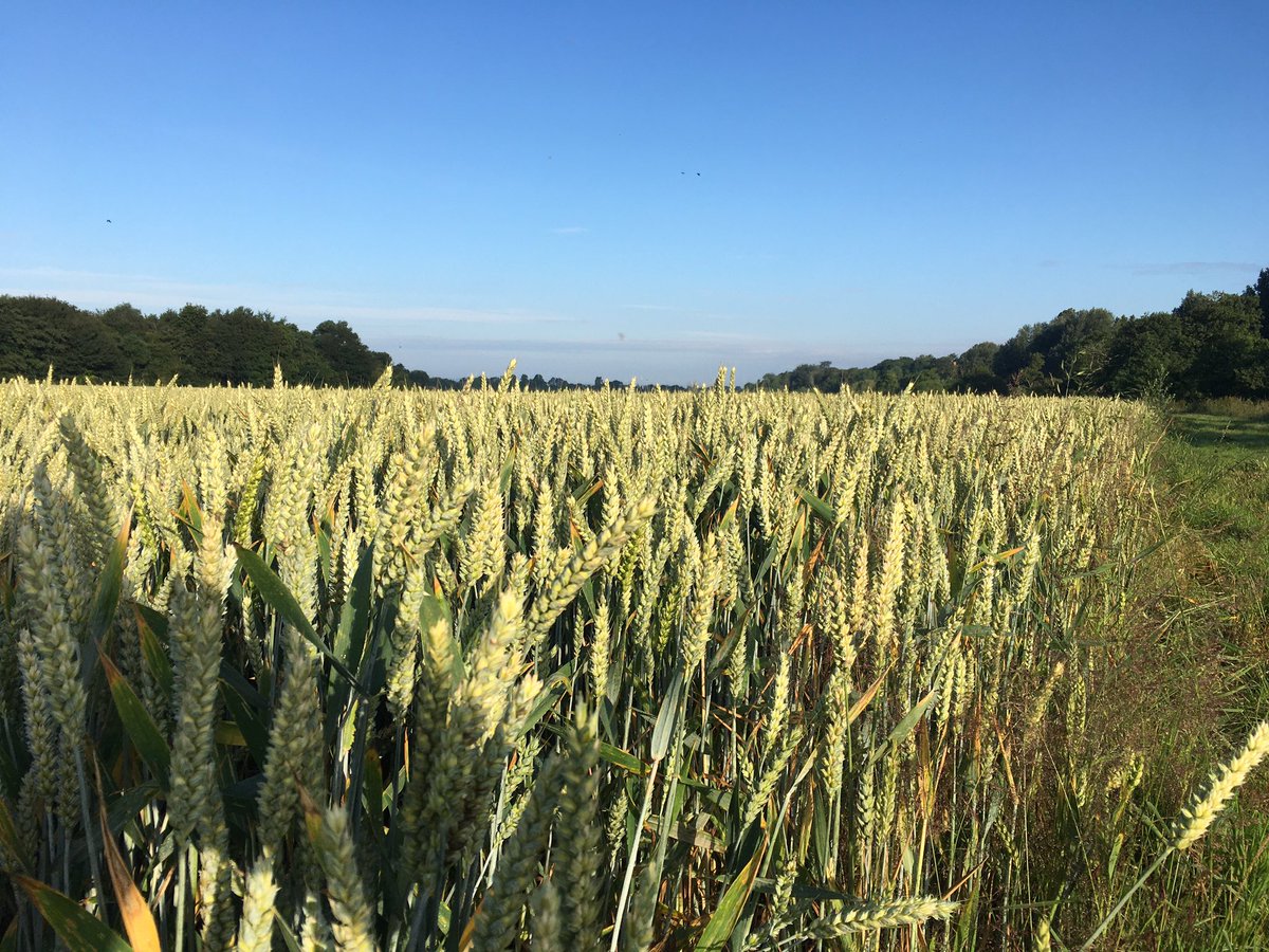 Nicola Goodwin 🎙️📺📚🏊♀️🏉 (@newsynicola) on Twitter photo The farm was looking mighty fine this morning. We use 10 metre + boundaries to minimise how much precious soil goes into the waterways <a href="/SaveTheWye/">Save The Wye Coalition</a> #herefordshire #hereford #Farming #farm #savethewye The farm was looking mighty fine this morning. We use 10 metre + boundaries to minimise how much precious soil goes into the waterways <a href="/SaveTheWye/">Save The Wye Coalition</a> #herefordshire #hereford #Farming #farm #savethewye